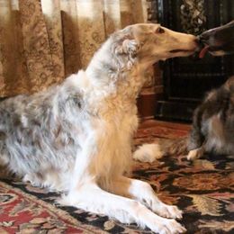 Borzois from HowlinWolf Borzoi