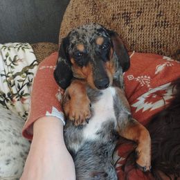 CKC TRIXIE - Dachshund