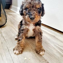 Aussiedoodle Puppies from S & L Oodles of Doodles