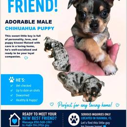 TREY - Blue merle male Chihuahua puppy in Marianna, Florida from Garden Tub Chihuahuas