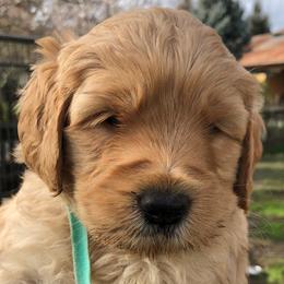 Assorted Doodle Crosses, Australian Labradoodle, Goldendoodle, and Newfoundland Puppies from Twin Sisters Doodles