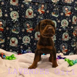 Lavender - Red and rust female Doberman Pinscher puppy in Knox, Indiana from Double River Dobermans