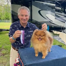 Kayleigh - Pomeranian
