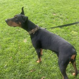 Gypsy - Doberman Pinscher