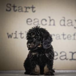 Coal - Phantom male Poodle puppy in Caldwell, Idaho from Boise Doodle Co.