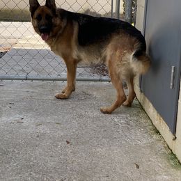 German Shepherd All Grown Up from Angel Oak German Shepherds