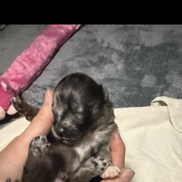 Zuko - Black and tan male Companion Cross puppy in Jackson, New Jersey from Peapod Pomeranians