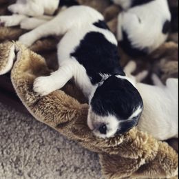 Aussiedoodle Puppies from Deason Doodles