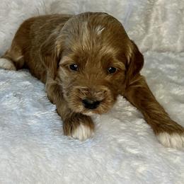 Blue collar boy - Apricot male Goldendoodle puppy in Fairfield, California from Twin Sisters Doodles