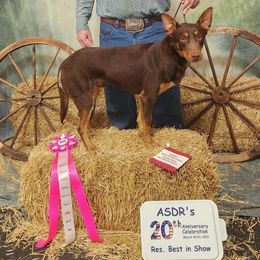 Gatoe - Australian Kelpie