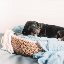 Bernedoodle and Goldendoodle Puppies from Hommel’s Mini Darling Doodles