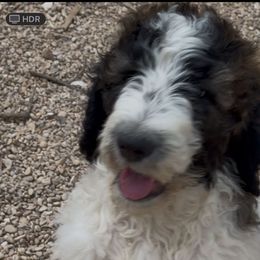 Kenny - Brindle and white male Saint Berdoodle puppy in San Antonio, Texas from Mammoth Doodles