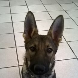 German Shepherds from Sharashe Shepherds