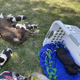 Poodle Puppies from Country Side Kennels