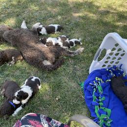 Poodle Puppies from Country Side Kennels