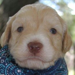 Australian Labradoodle Puppies from Coastal Labradoodles