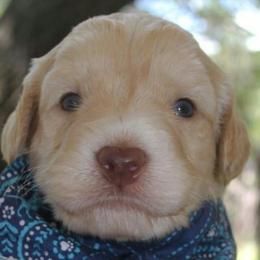 Australian Labradoodle Puppies from Coastal Labradoodles