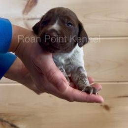 Pine-Light Green Male - Liver roan German Shorthaired Pointer puppy in Payneville, Kentucky from Roan Point Kennel
