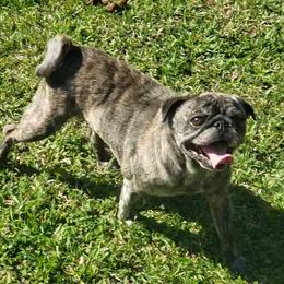 Bitsy - Pug