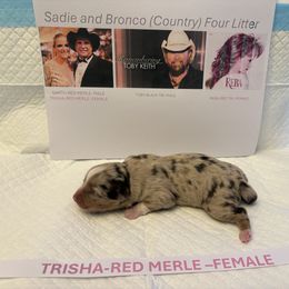 Miniature Australian Shepherd Puppies from MAS LUV