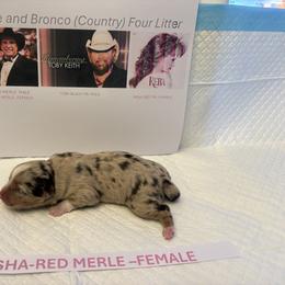 Miniature Australian Shepherd Puppies from MAS LUV