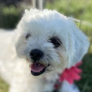 Shichons from Ted E. Bear Patch