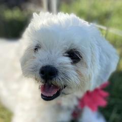 Shichons from Ted E. Bear Patch