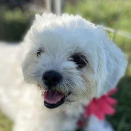 Shichons from Ted E. Bear Patch