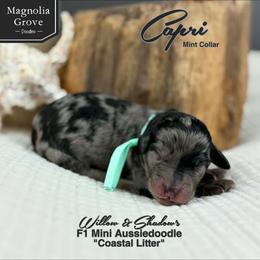 Capri - Mint Collar - Blue merle female Aussiedoodle puppy in Oxford, Alabama from Magnolia Grove Doodles