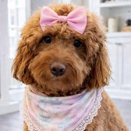 Bernedoodles and Goldendoodles from Falcon Ridge Doodles