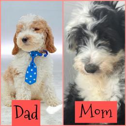 Golden Aussiedoodle puppies from Poodles Doodles Standard and Mini LLC