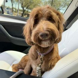 Coco - Australian Labradoodle