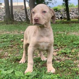 Female 1 - Red merle female Catahoula Leopard Dog puppy in Gadsden, Alabama from Rich Cat’s