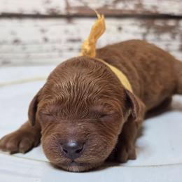 Daisy - Red  female Goldendoodle puppy in Austin, Texas from Austin Doodles & Poodles