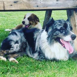 Australian Shepherd Puppies from Johnson Aussies