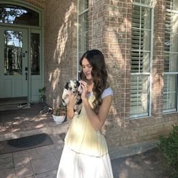 Miniature Australian Shepherd and Toy Australian Shepherd Puppies from Hailey's Miniature Australian Shepherds