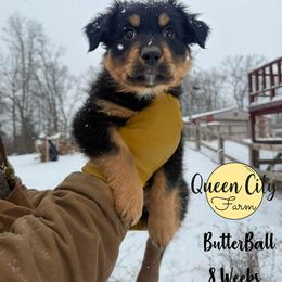 Butter Ball (grey) - Black tri-color male Australian Shepherd puppy in Falmouth, Kentucky from Queen City Farm