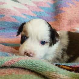 Maple - Red merle female Miniature Australian Shepherd puppy in Willard, Missouri from Stoney Brook Aussies