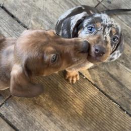 Dachshund Puppies from Rutherford Ranch Dachshunds
