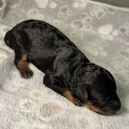 Cockapoo Puppies from Stella’s Six