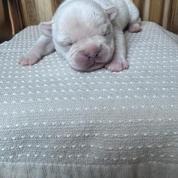 Rosie - Cream female French Bulldog puppy in Cleveland, Tennessee from Front Porch Frenchies