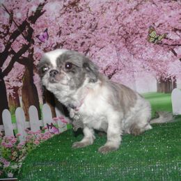 Eden - Shih Tzu