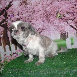 Eden - Shih Tzu