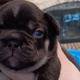 Boy 4 - Tricolors French Bulldog puppy in Kansas from Peace Love frenchies
