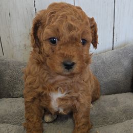 Carol - Red female Cavapoo puppy in Blackfoot, Idaho from Rocky Desert Goldens and Cavaliers