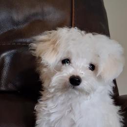 Maltipoo Puppies from Little Cupcakes and Little Punkins Maltipoos