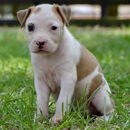 Obsessed - Red female American Staffordshire Terrier puppy in St. Augustine, Florida from LBK & Ancient City