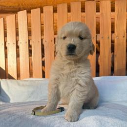 Ben - Light golden male Golden Retriever puppy in North Pole, Alaska from Mulberry Retrievers