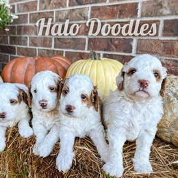 Goldendoodle Puppies from Halo Doodles