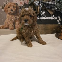 Bernedoodle, Goldendoodle, and Poodle Puppies from 4goldendoodles